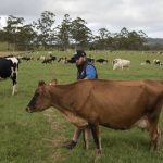 Youth whip up a cracking comp at the Ekka