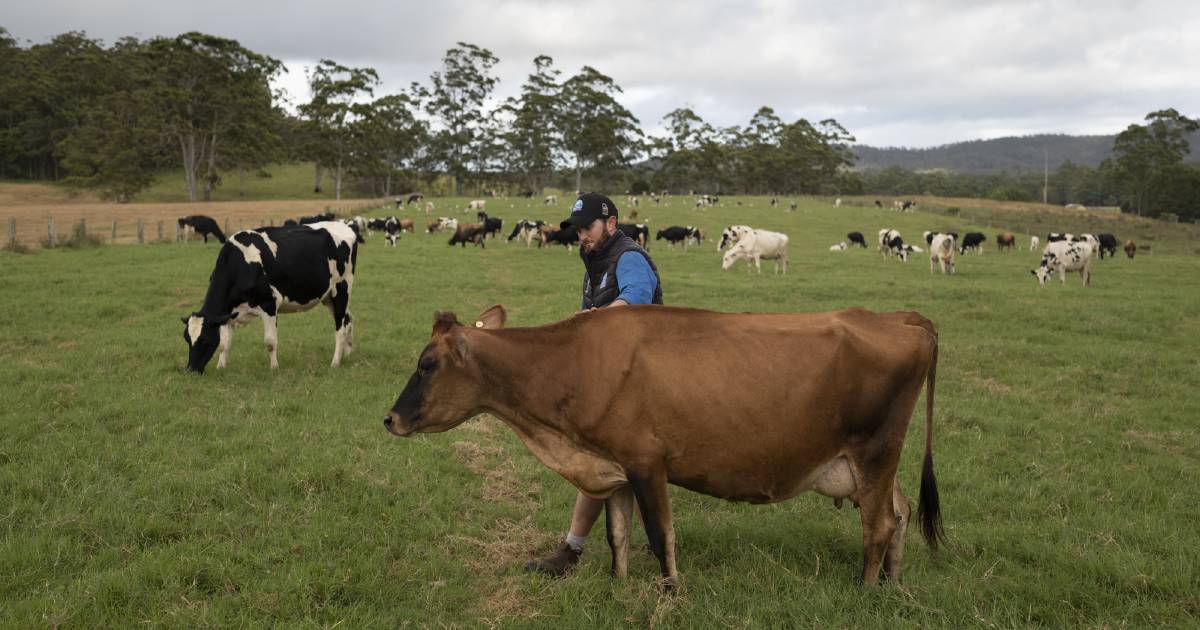 Ravenshoe Holstein dairy's change of operation