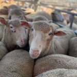 AuctionsPlus notches record cattle value and turnover for 2021-22