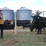 Confidence returns to Grafton store cattle sale