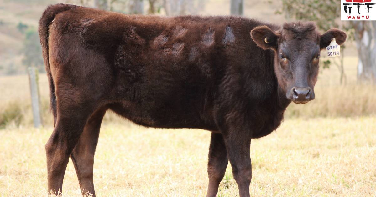 Gateway Farms Wagyu heifers spark international interest