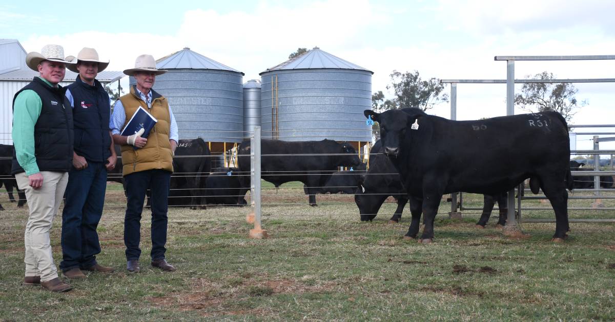 Hazeldean Angus up the ante at annual Queensland sale