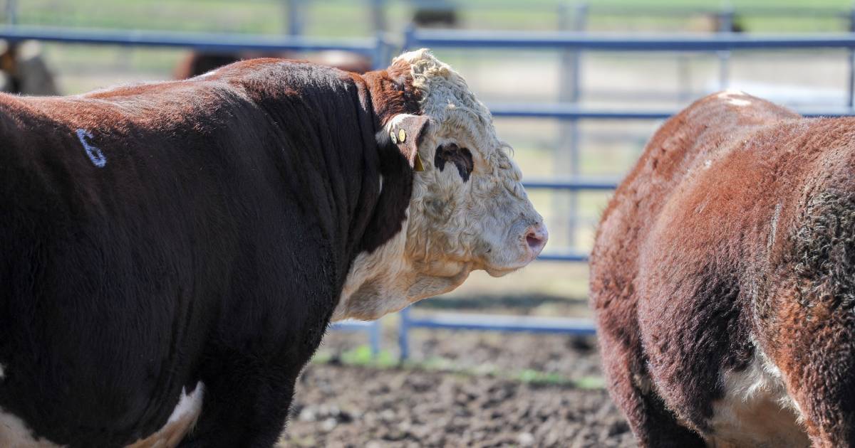 Seven bulls join prestigious Hereford Super Sires line up