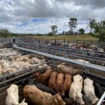 Hannah Mills, embraces agronomy in the Central Wheatbelt | Farm Weekly