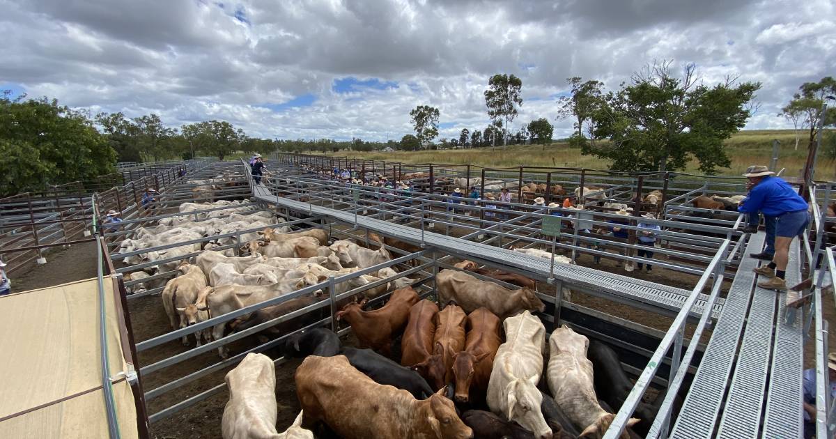 Good yarding of weaners offered at Monto