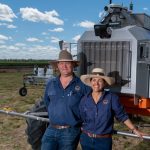 Weaner steers crack 700c at Roma