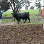 Glenmorgan tops at $24,000 and averages $11,325 for total clearance of 80 bulls | The Land