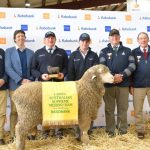 Weaner steers under 200kg top at 722c, average 717c, at Roma store sale | Queensland Country Life