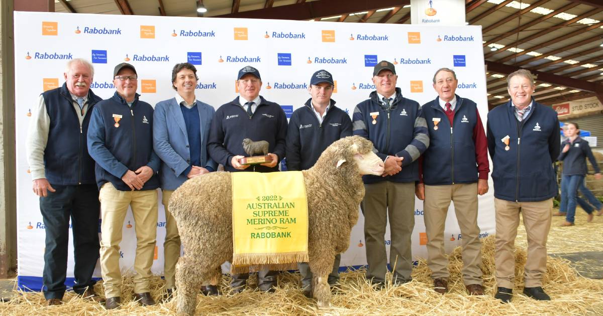 Poll Boonoke is Australia Supreme Merino Ram of the Year