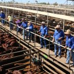 Poll Boonoke is Australia Supreme Merino Ram of the Year