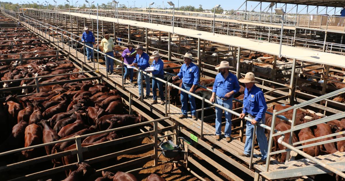 Weaner steers under 200kg top at 722c, average 717c, at Roma store sale | Queensland Country Life