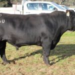 Rennylea Angus sale kicks off Spring Bull season with a bang