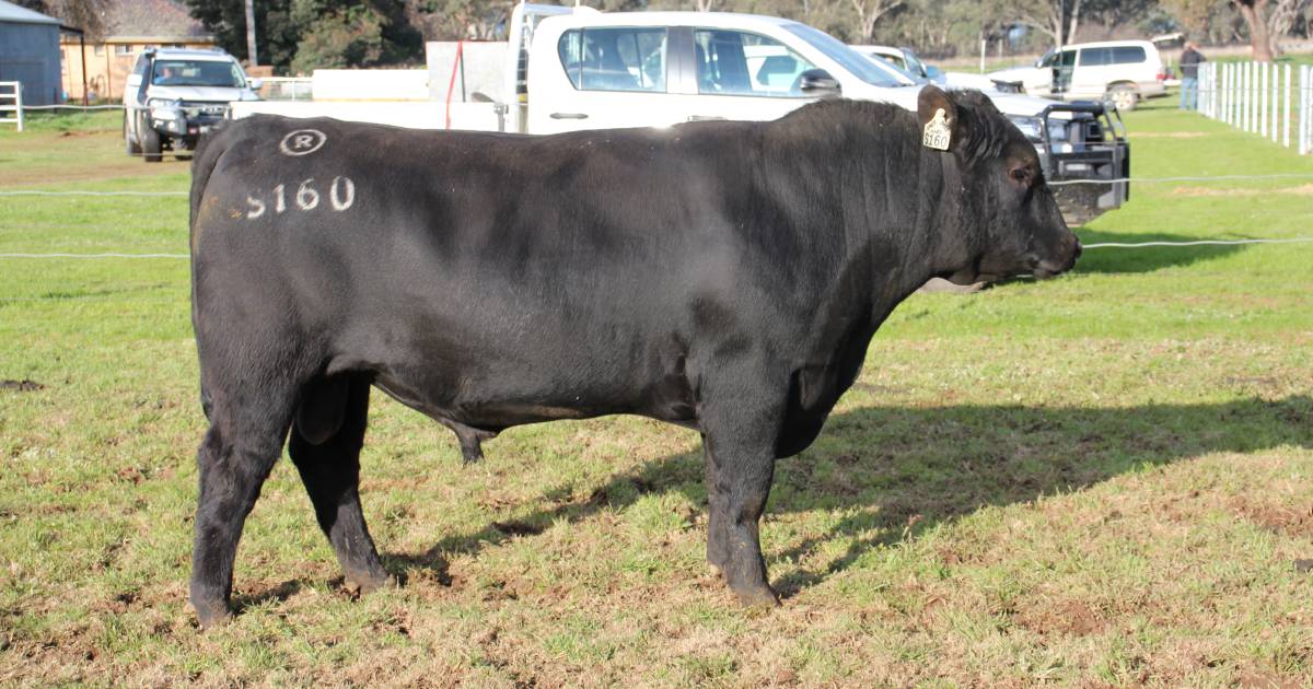 New top for Rennylea Angus