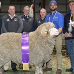 Claypans Poll Merino tops Katanning at $31,000 | Farm Weekly