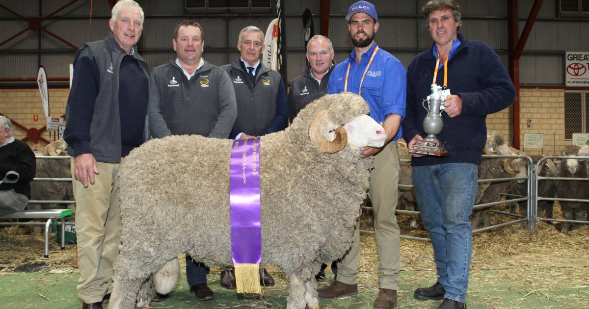 Wililoo wins at WA Sheep Expo & Ram Sale | Farm Weekly