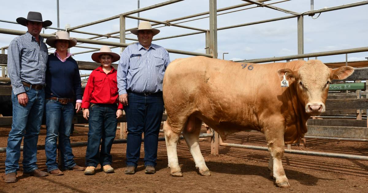 Advance Annual Bull Sale proves popular with local buyers in Roma | Queensland Country Life