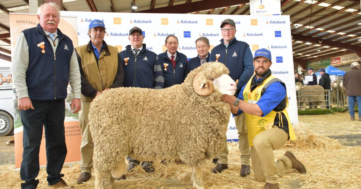 WA State Sheep Show winners Wililoo Merinos travel to the Rabobank Merino National at Dubbo | The Land