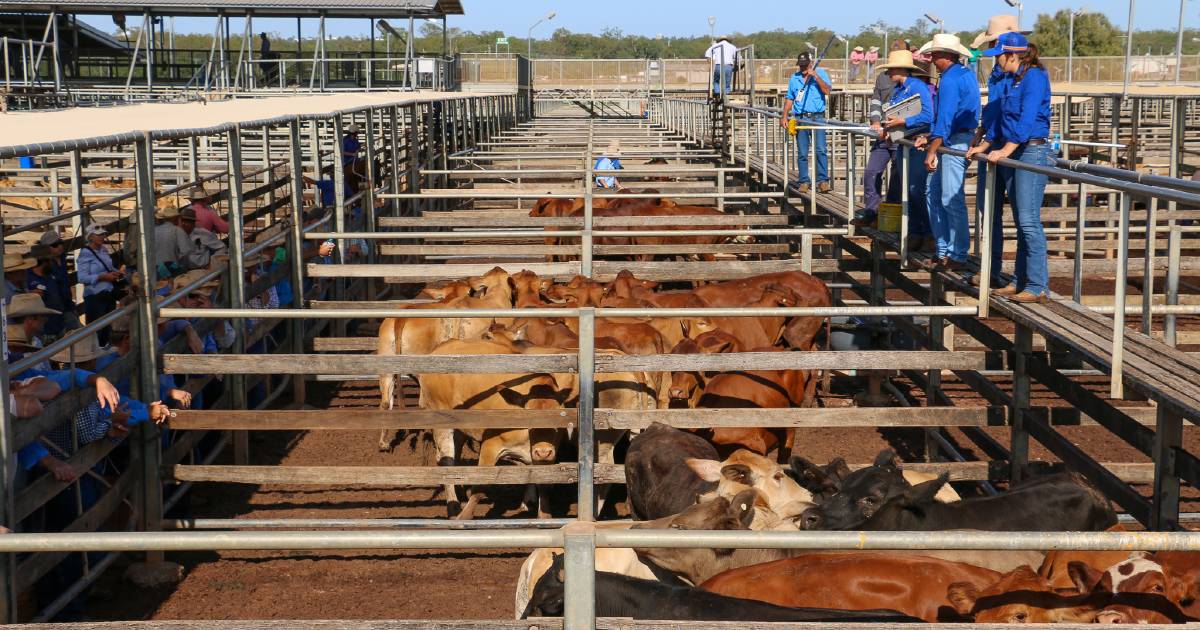 Santa Gertrudis cross weaner steers reach 738c/$2079 at Roma | Queensland Country Life