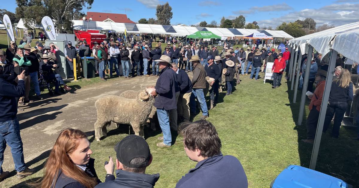 Merinos in for happy times at Harden| Photos