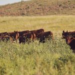 Happy day for Truro Herefords