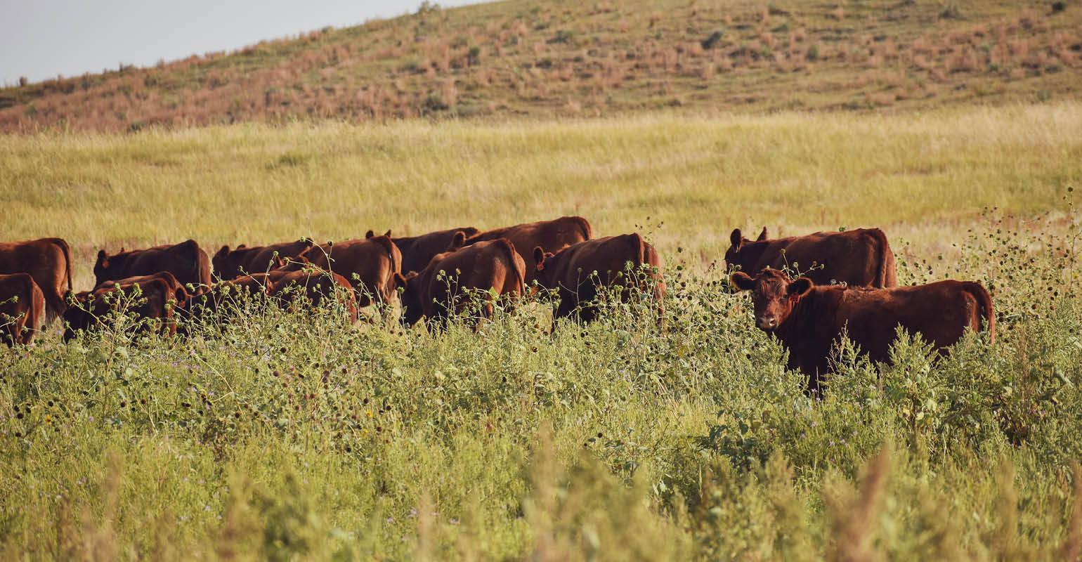 Derrell Peel: Oklahoma Fall Forage Situation