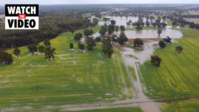 Waterlogged crops in NSW