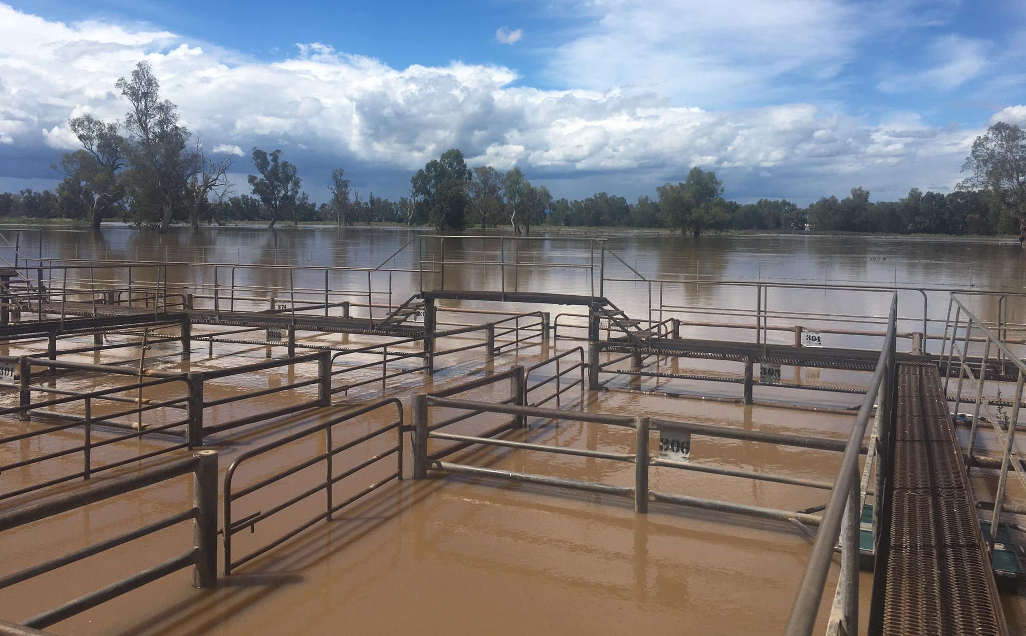 Relentless rain starting to bite into cattle industry, as La Nina forecast returns