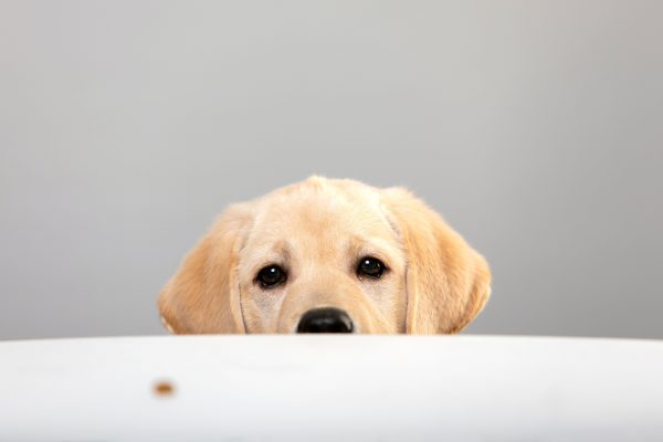 How to stop your dog begging for food at the table