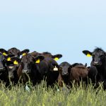 Ranchers impacted by drought turn to beef cattle short course