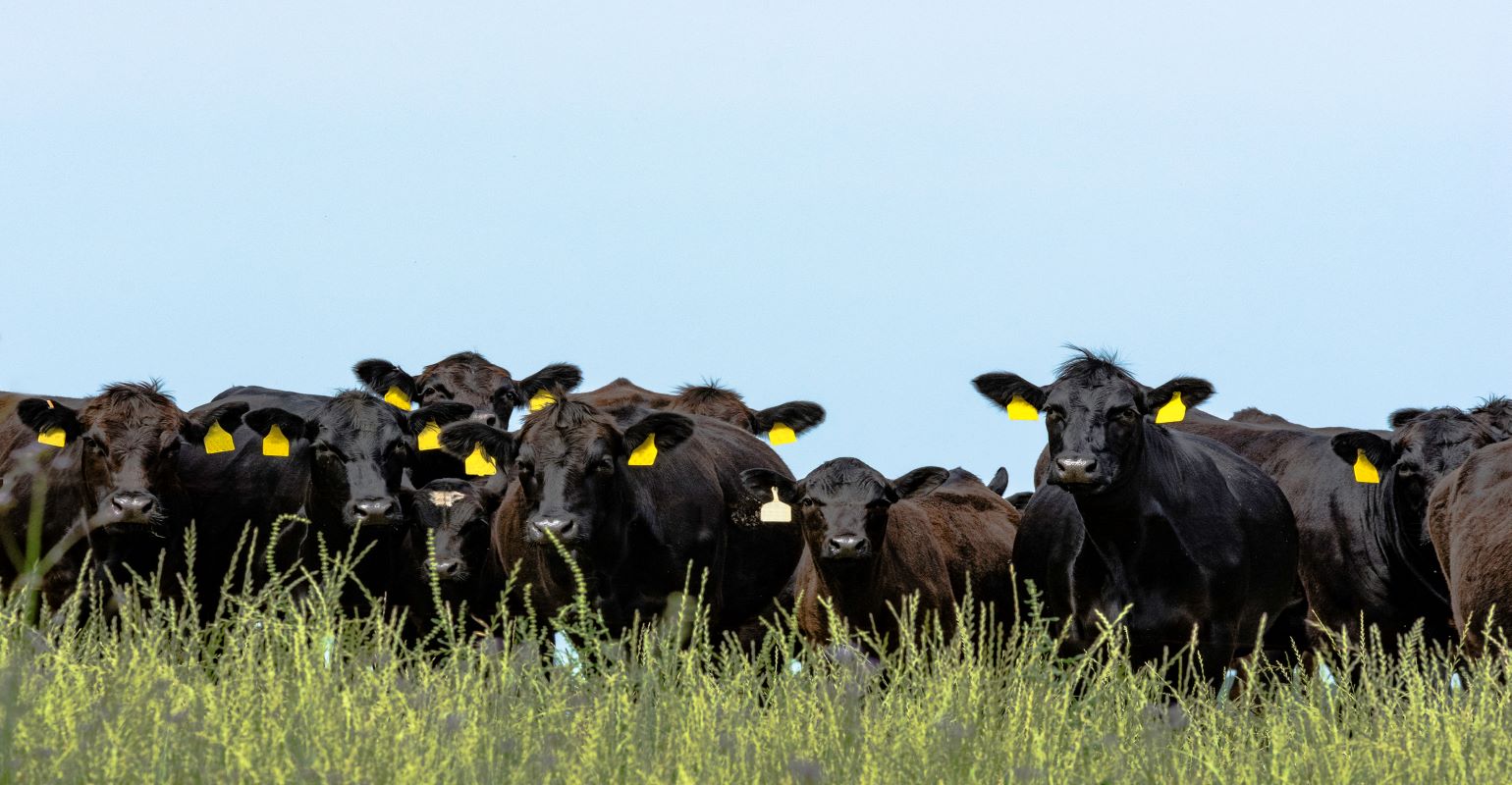 Tips to manage pasture during d