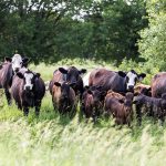 Drought, forage shortages bring tough culling decisions