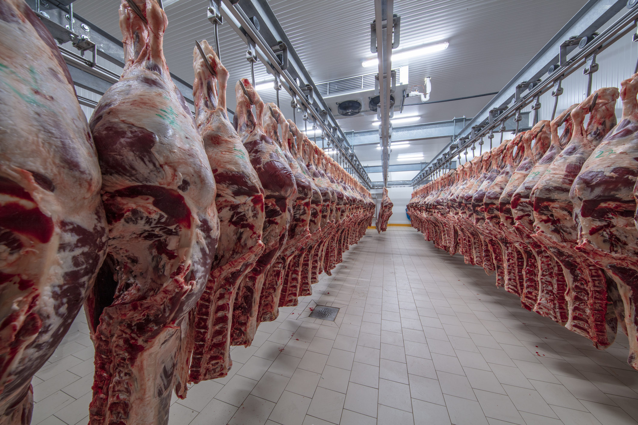 Rabobank beef report: Beef market is strong