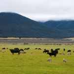 Fed Cattle Insurance: Is it worth it?