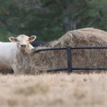 Kentucky officials confirm two cases of Theileria infections in cattle