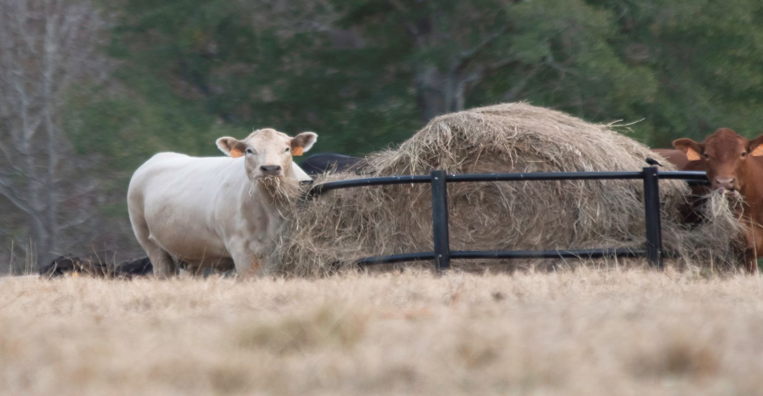 Hay Supplies Tight; Record Hay Prices