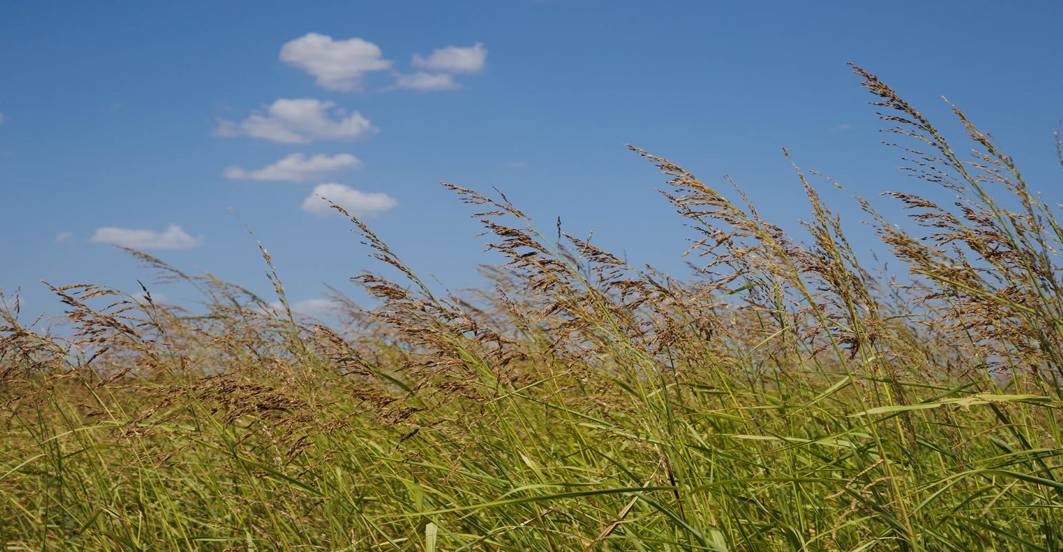 Prussic acid toxicity risk, a problem in drought areas