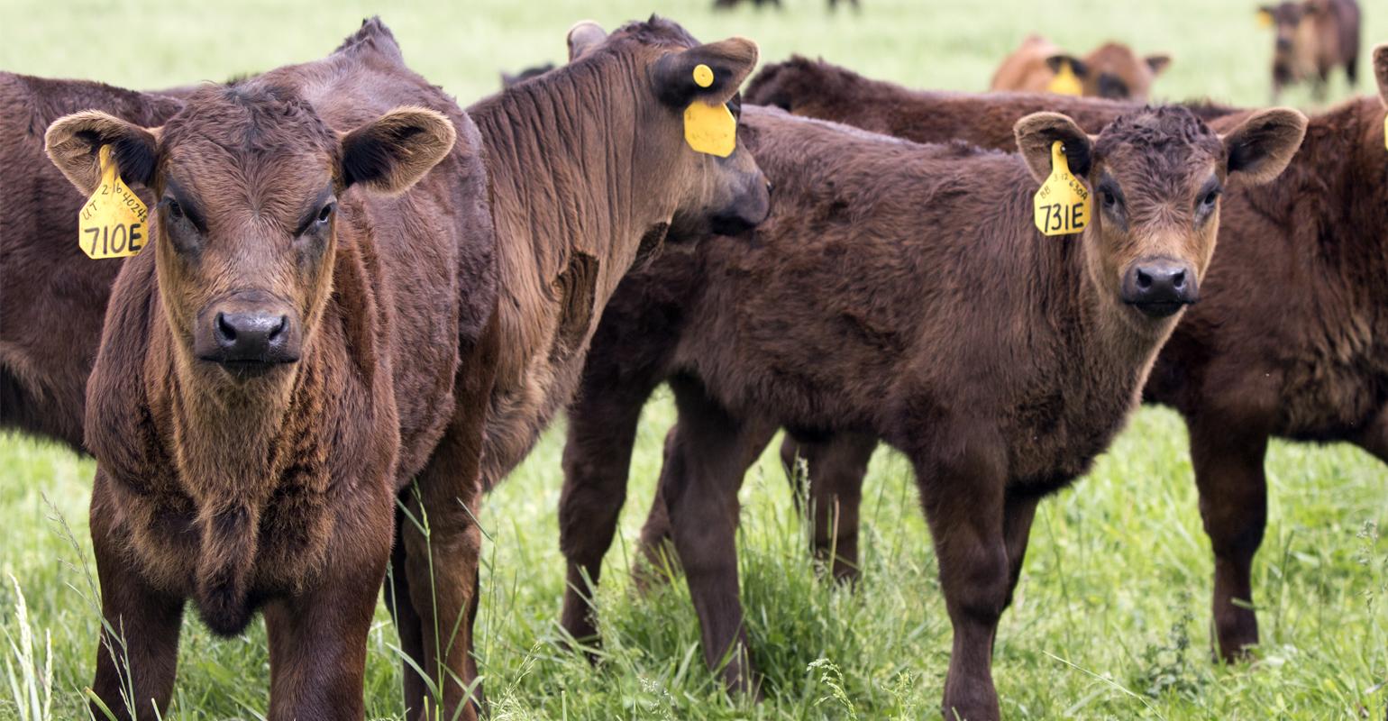 Feeder cattle prices Gaining Strength