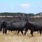 Bald Blair averages $19,394 for 99 bulls with a top of $34,000 | The Land