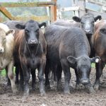 Calling all young guns to the shearing industry