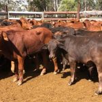 Sterling Red Angus genetics