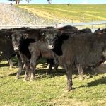 Myanga Angus top price bull sells to Roslyn buyers