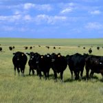 Farmer of the Year Marc Greening on expanding Injemira Hereford