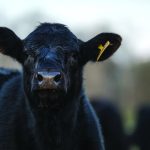 FDA to host listening session on regulation of animal food claims