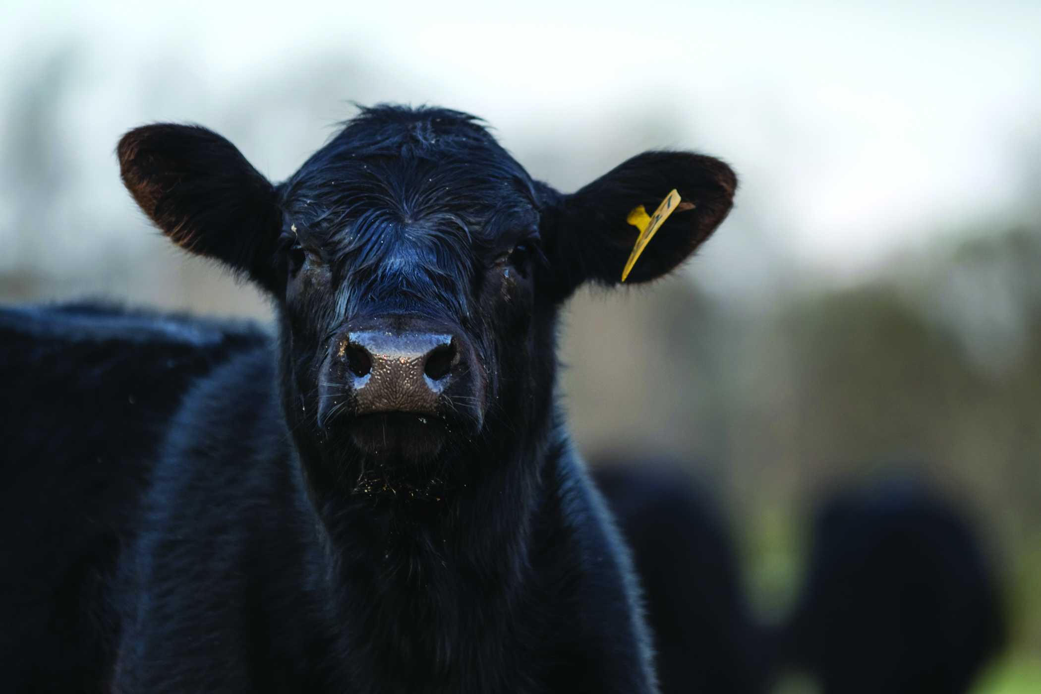 Walmart investing in Sustainable Beef LLC