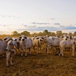 Erratic market at West Wyalong