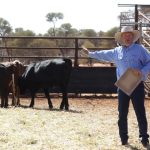 Booroomooka Angus makes a 'real impact' selling 241 bulls