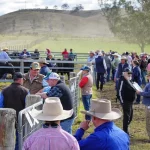 Buyer confidence at Moura cattle sale