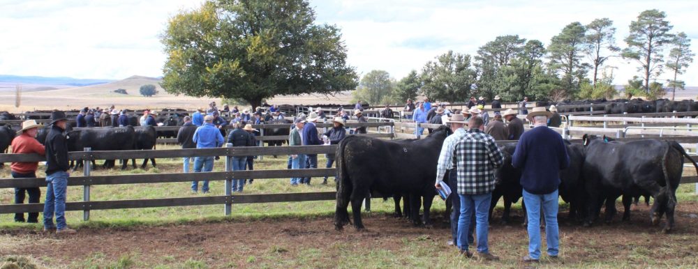 Weekly genetics review: What’s driving record bull prices this spring?