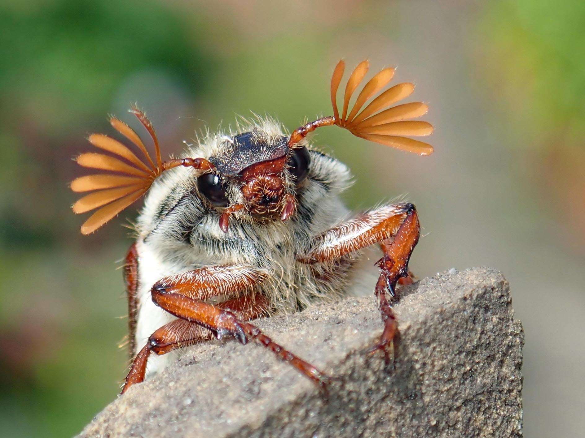 The truth about insects: ‘The UK far from being the green and pleasant land of our imagination, is one of the most Nature-depleted countries in the world’