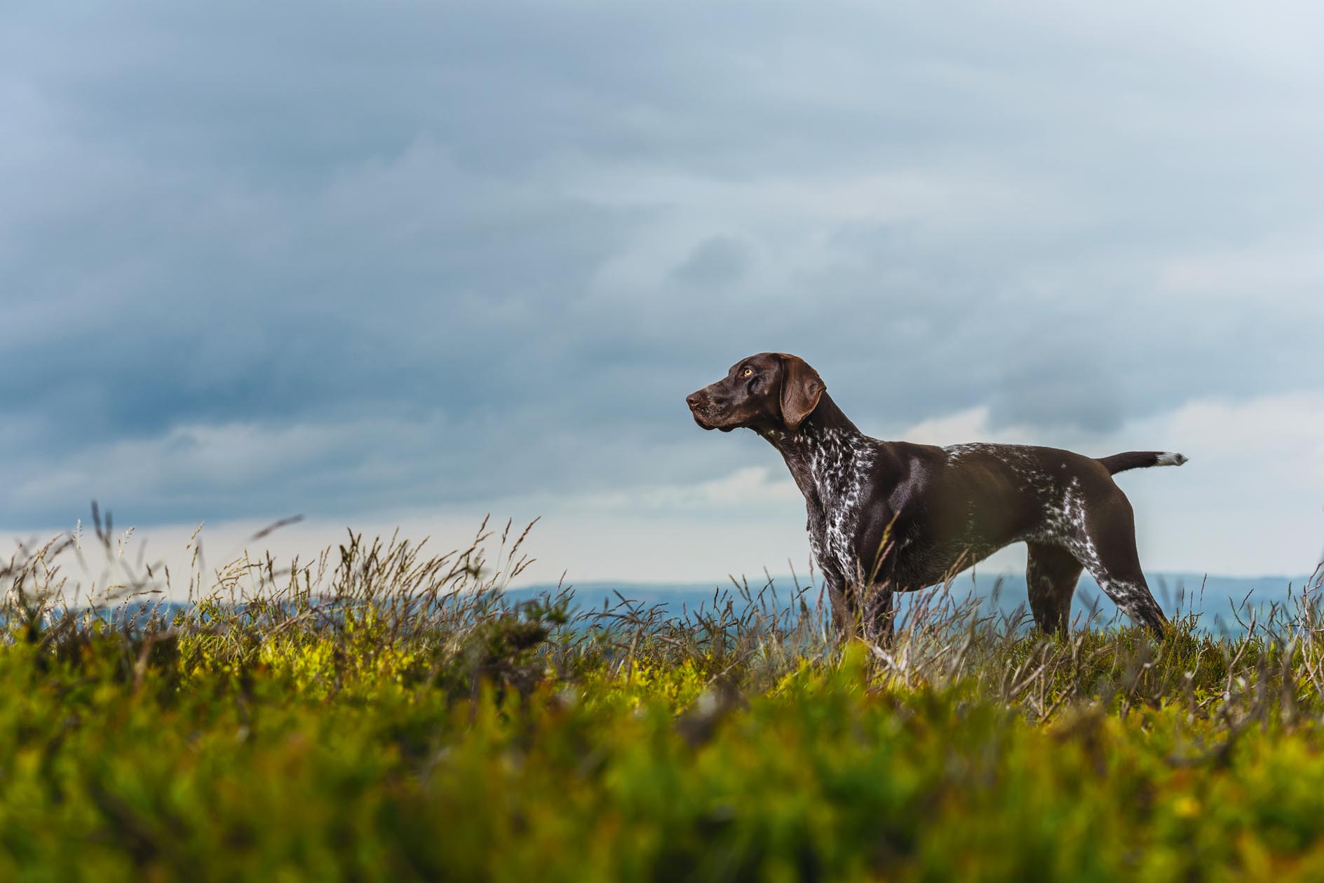 German Shorthaired Pointers: The USPs of GSPs, perhaps the ultimate all-round dog